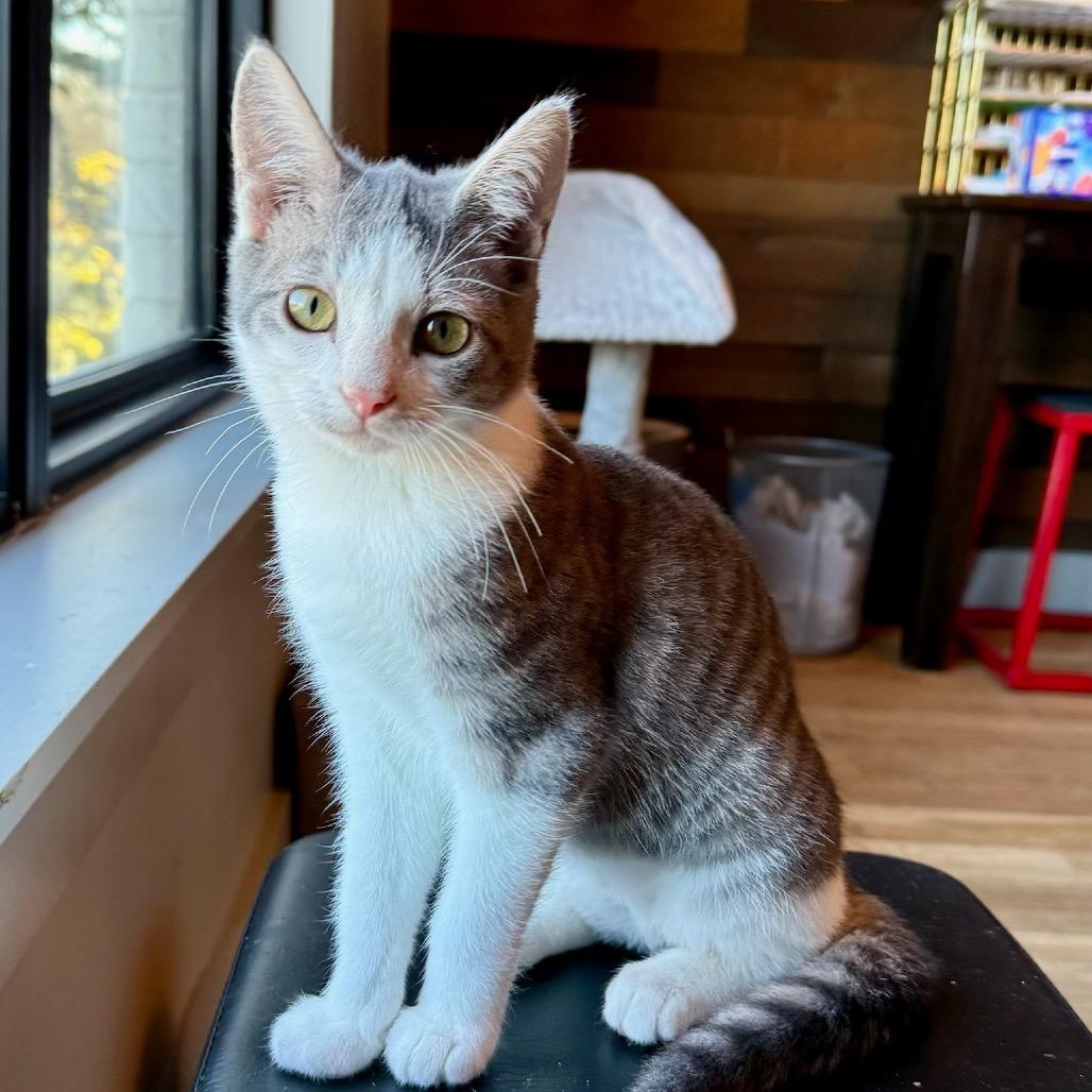 taylor, Adoptable, Kitten Female American Shorthair & American Shorthair.