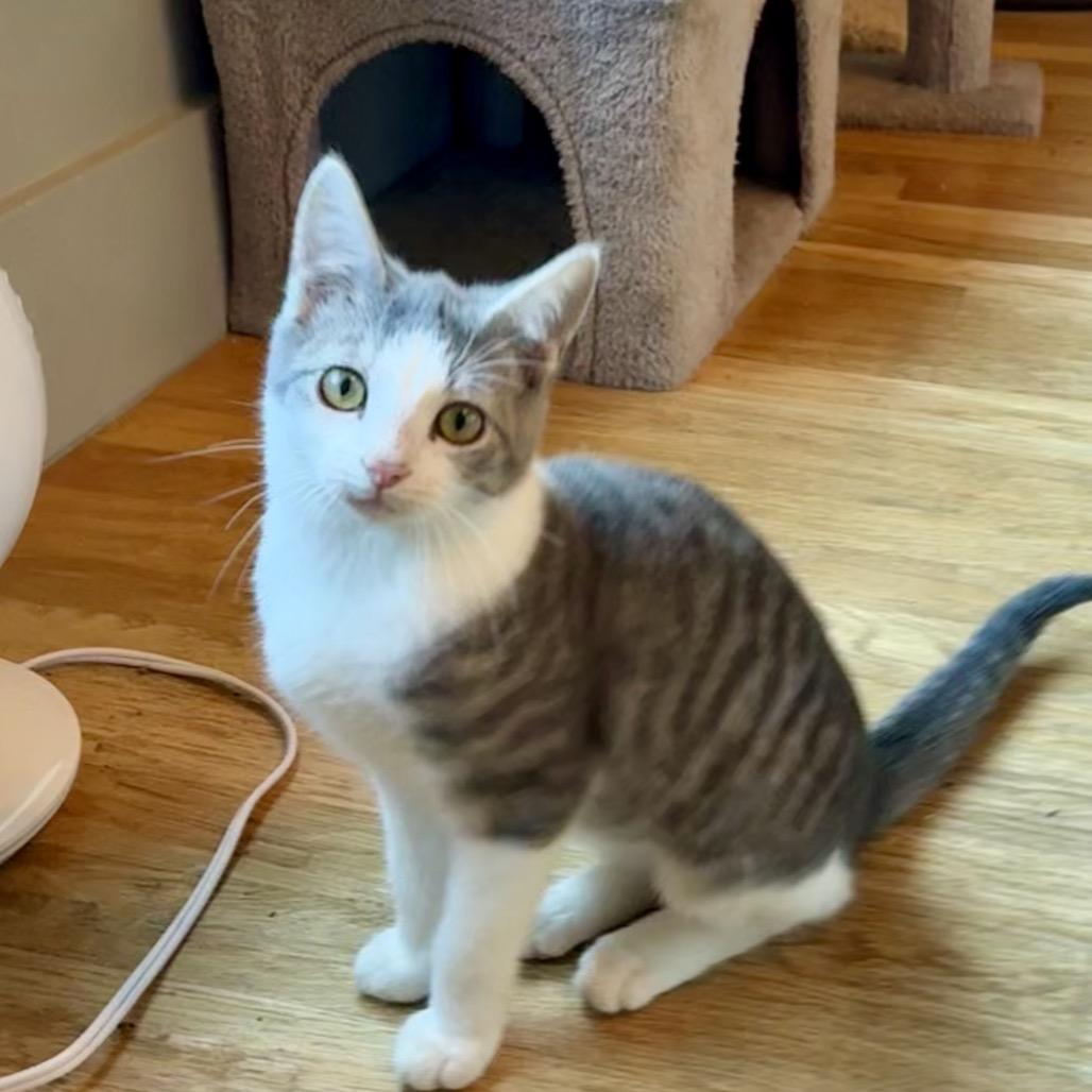 Enlarge taylor, a Adoptable mixed breed in Collinsville , OK image 2/4