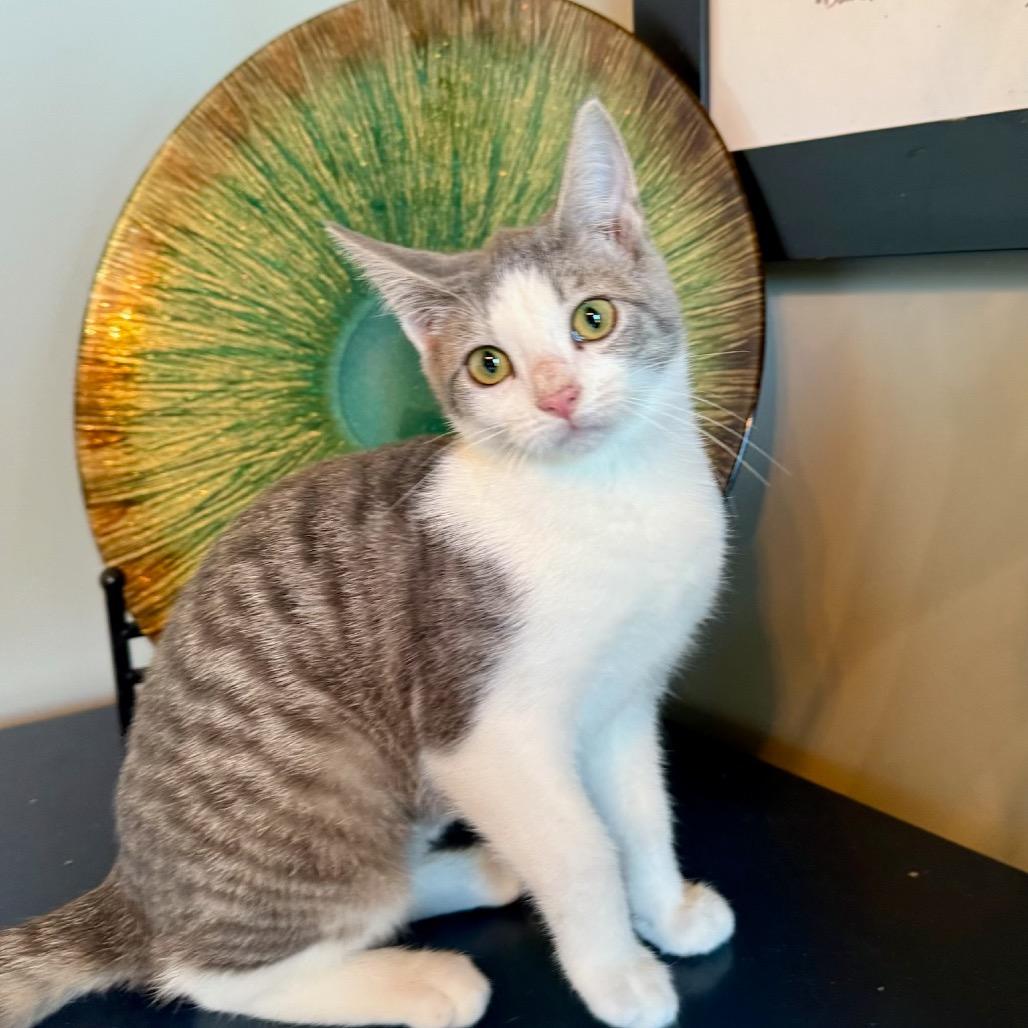 Enlarge taylor, a Adoptable mixed breed in Collinsville , OK image 3/4