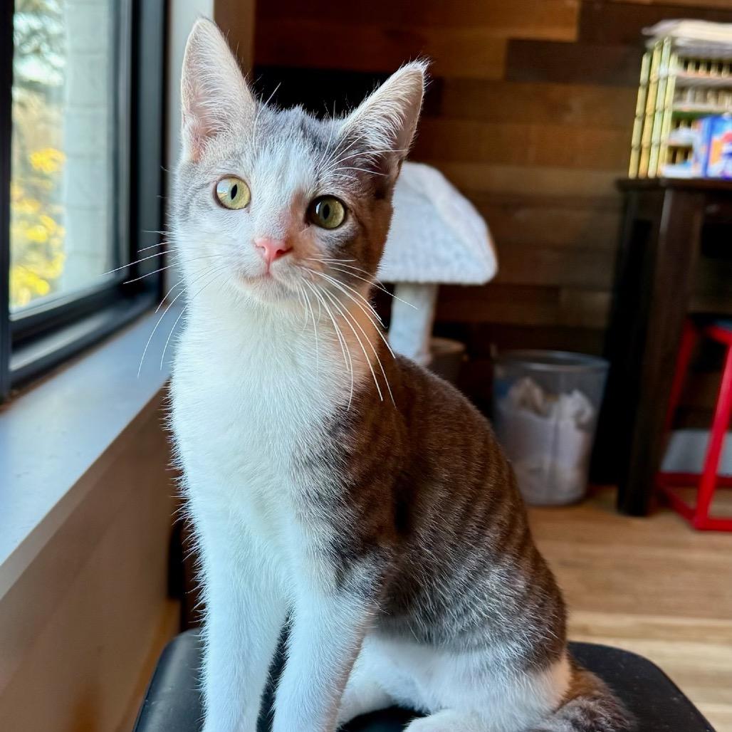 Enlarge taylor, a Adoptable mixed breed in Collinsville , OK image 4/4