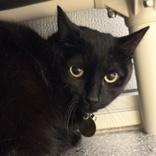 Shuri , ADOPTABLE, Adult Female Domestic Short Hair.