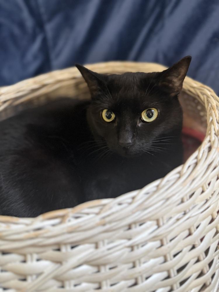 Grace, Adoptable, Adult Female Domestic Short Hair.