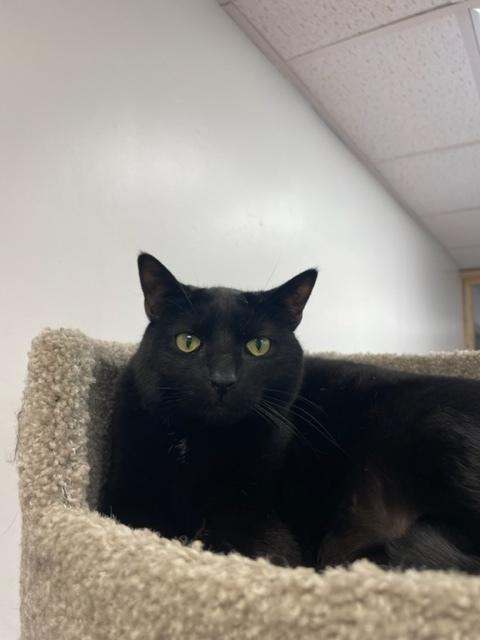 Enlarge Grace, a Adoptable Domestic Short Hair in Greene, NY image 1/3