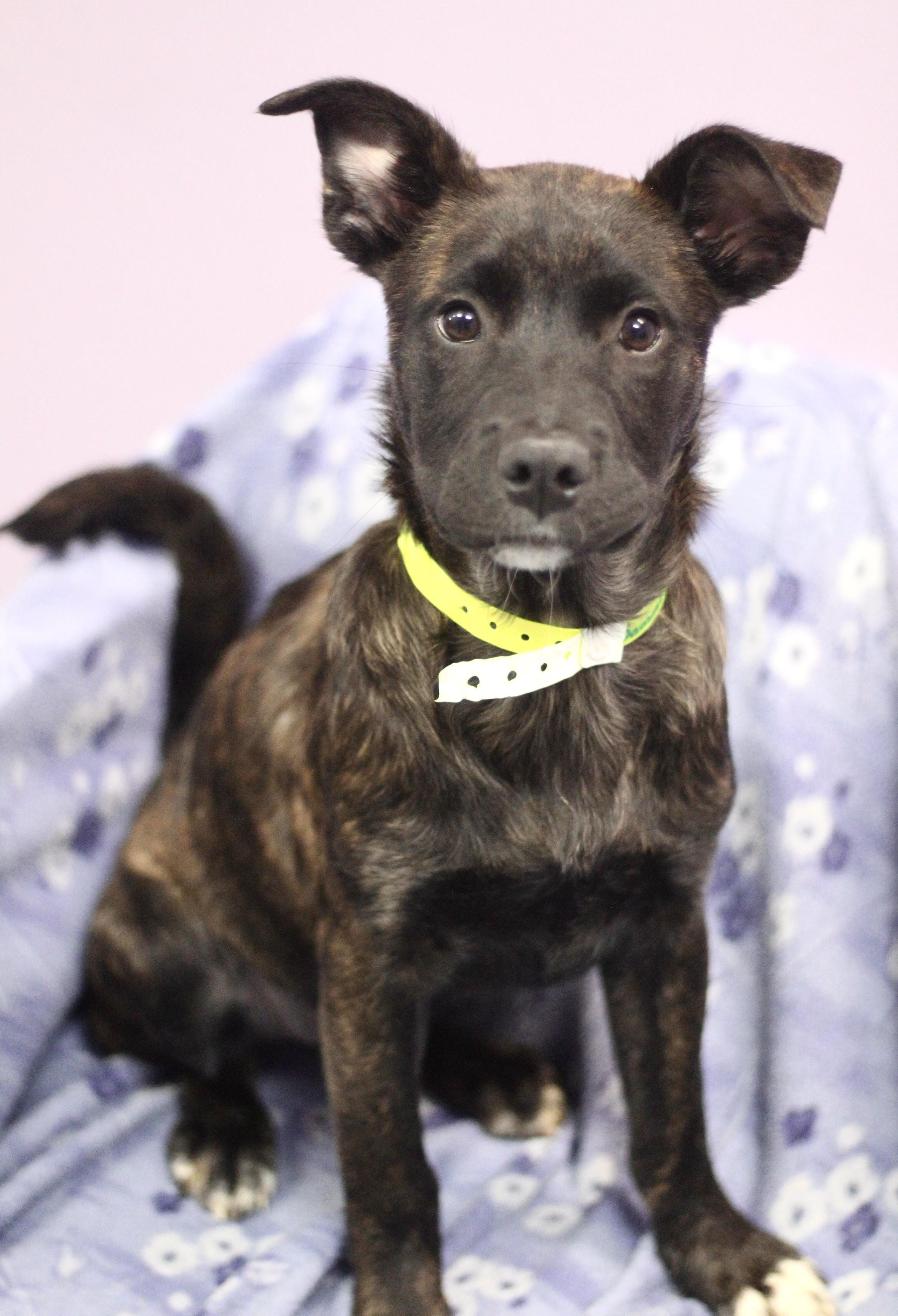 Jersey in NH! Come Meet our Adoptable Dogs Wednesday-Saturday. More info in Bio!, adopted, Puppy Female Retriever.