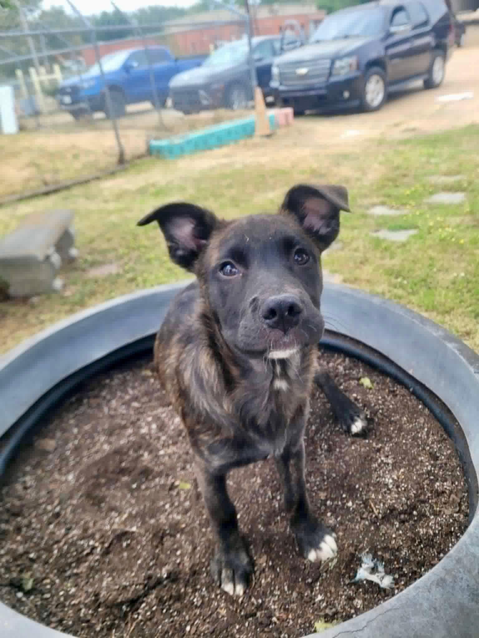 Enlarge Jersey in NH! Come Meet our Adoptable Dogs Wednesday-Saturday. More info in Bio!, an adopted mixed breed in Manchester, NH image 2/2