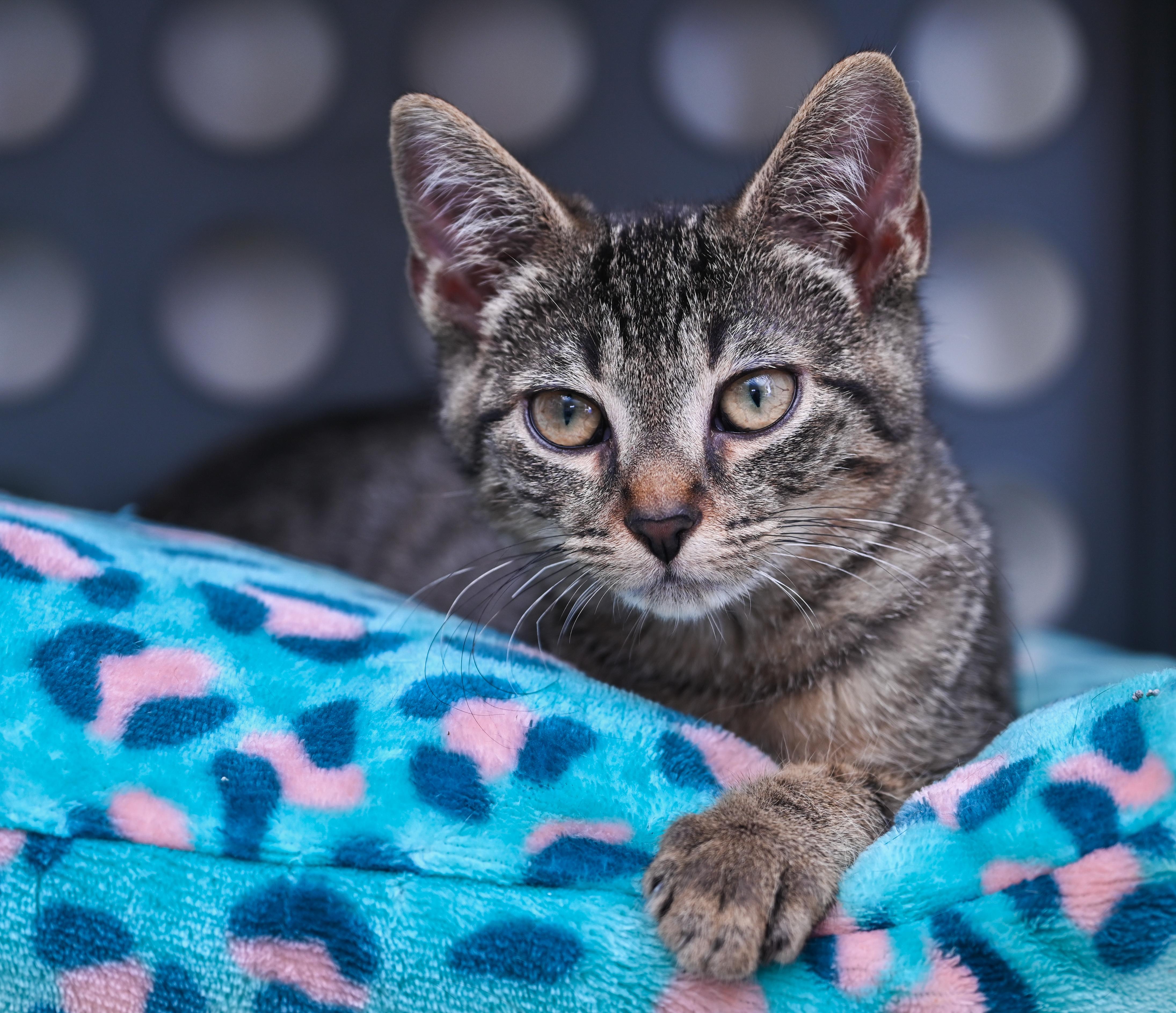 Enlarge Mr. March, a Adopted mixed breed in Chattanooga, TN image 6/6