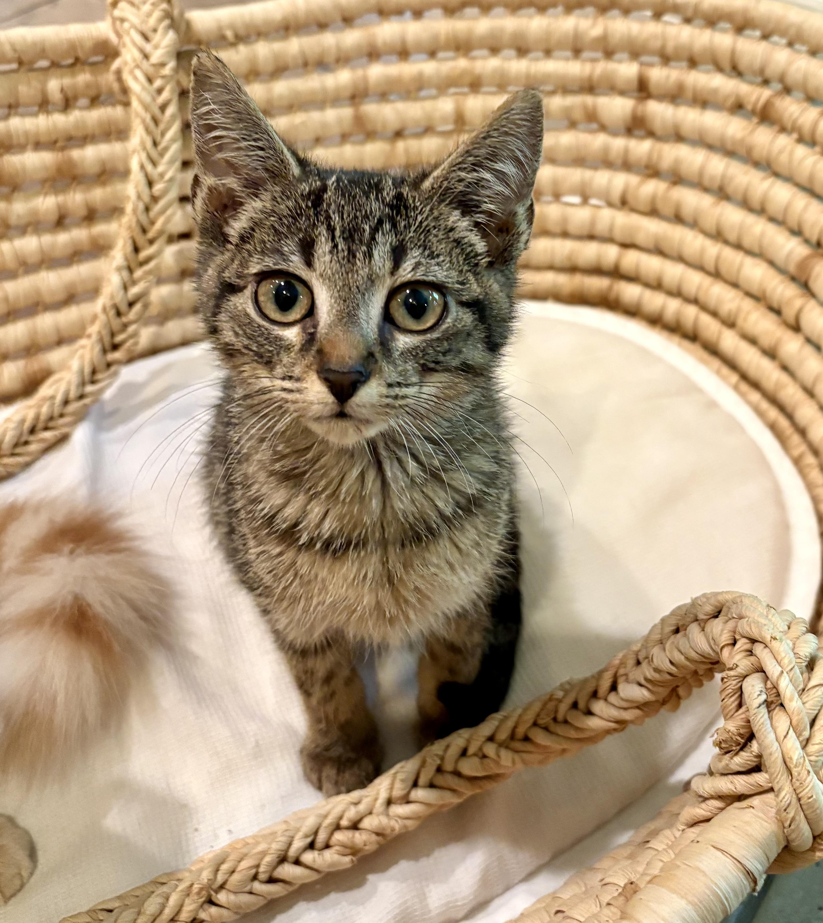 Enlarge Mr. March, a Adopted mixed breed in Chattanooga, TN image 5/6