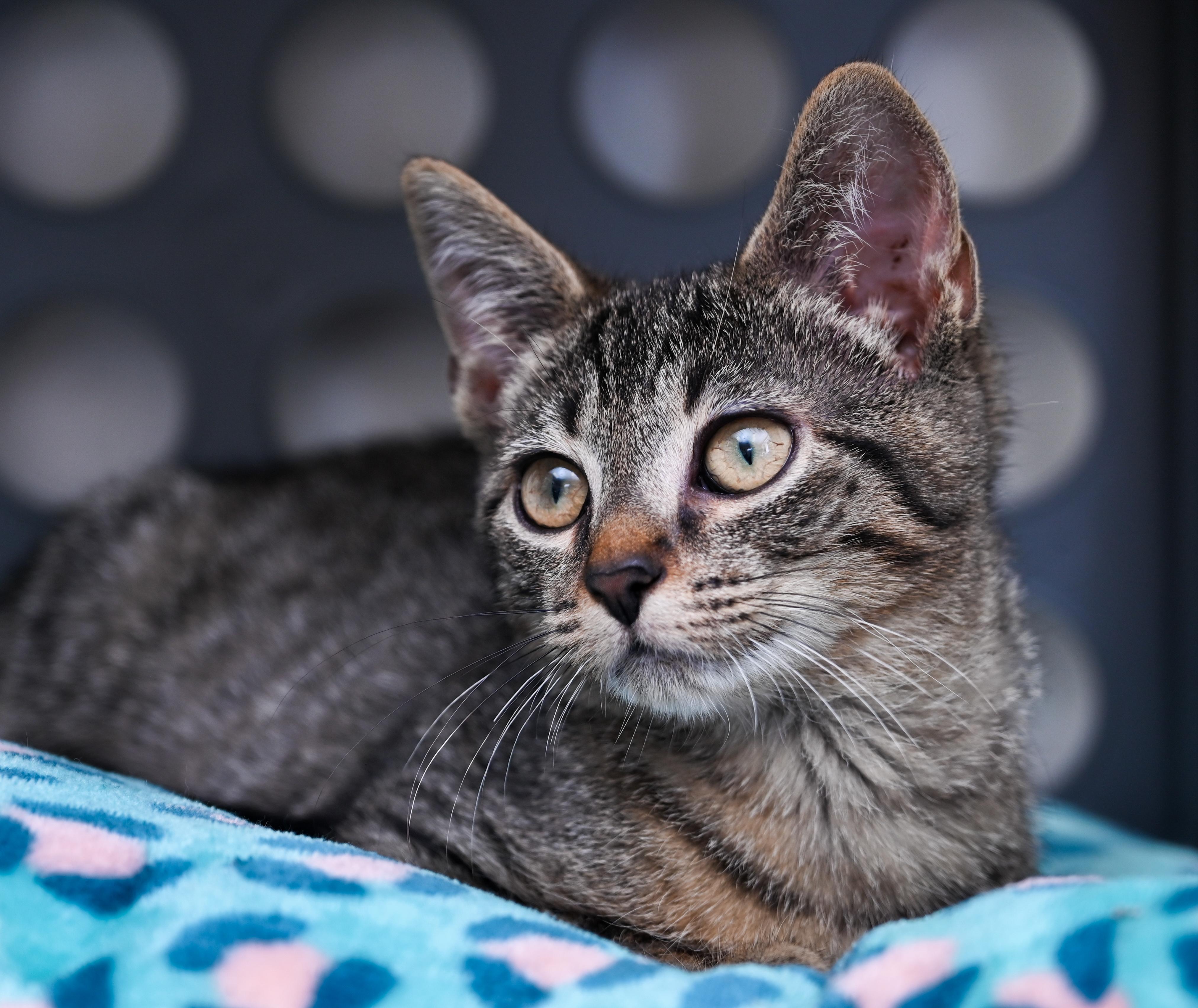 Enlarge Mr. March, a Adopted mixed breed in Chattanooga, TN image 4/6