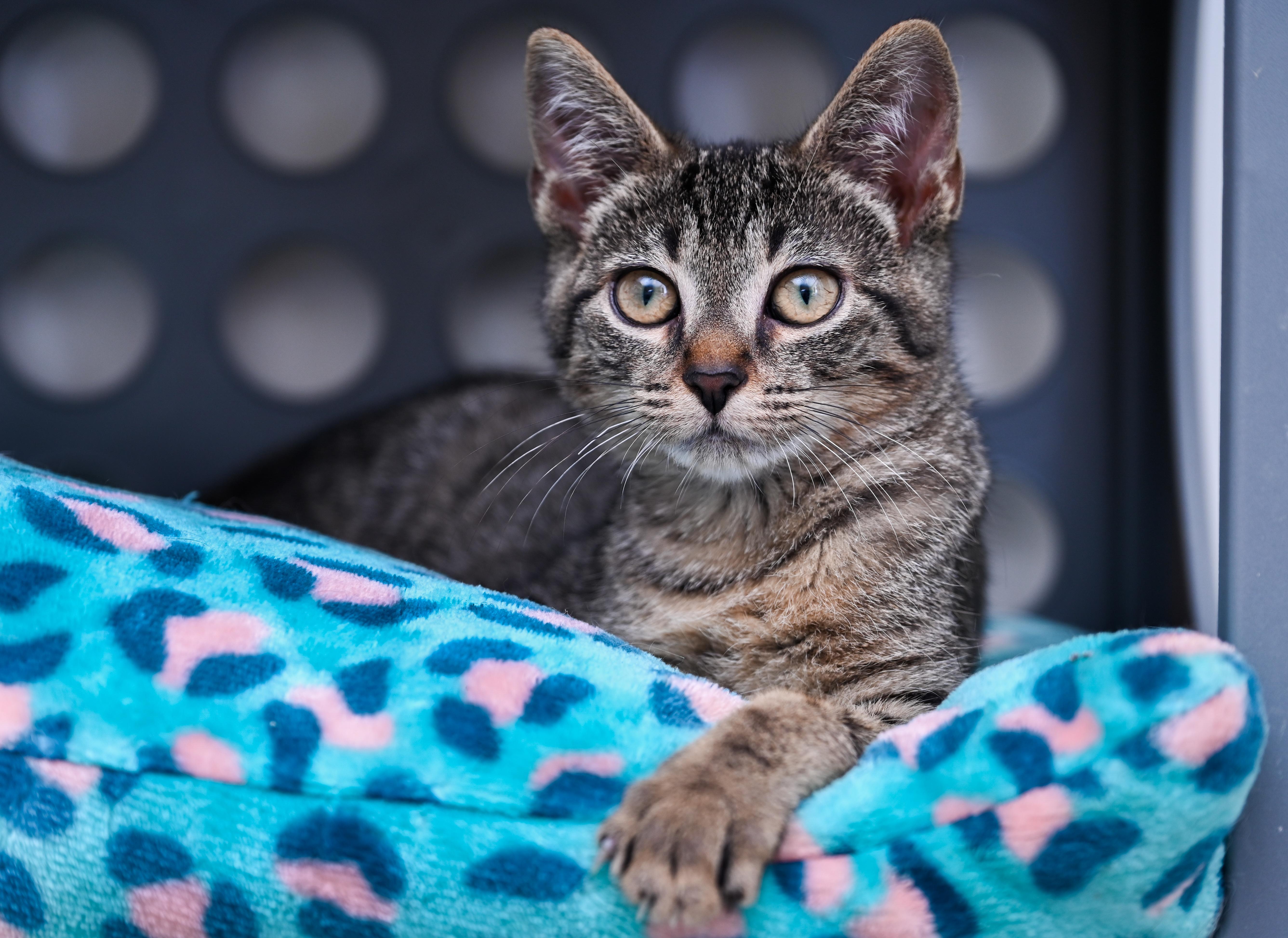 Enlarge Mr. March, a Adopted mixed breed in Chattanooga, TN image 2/6