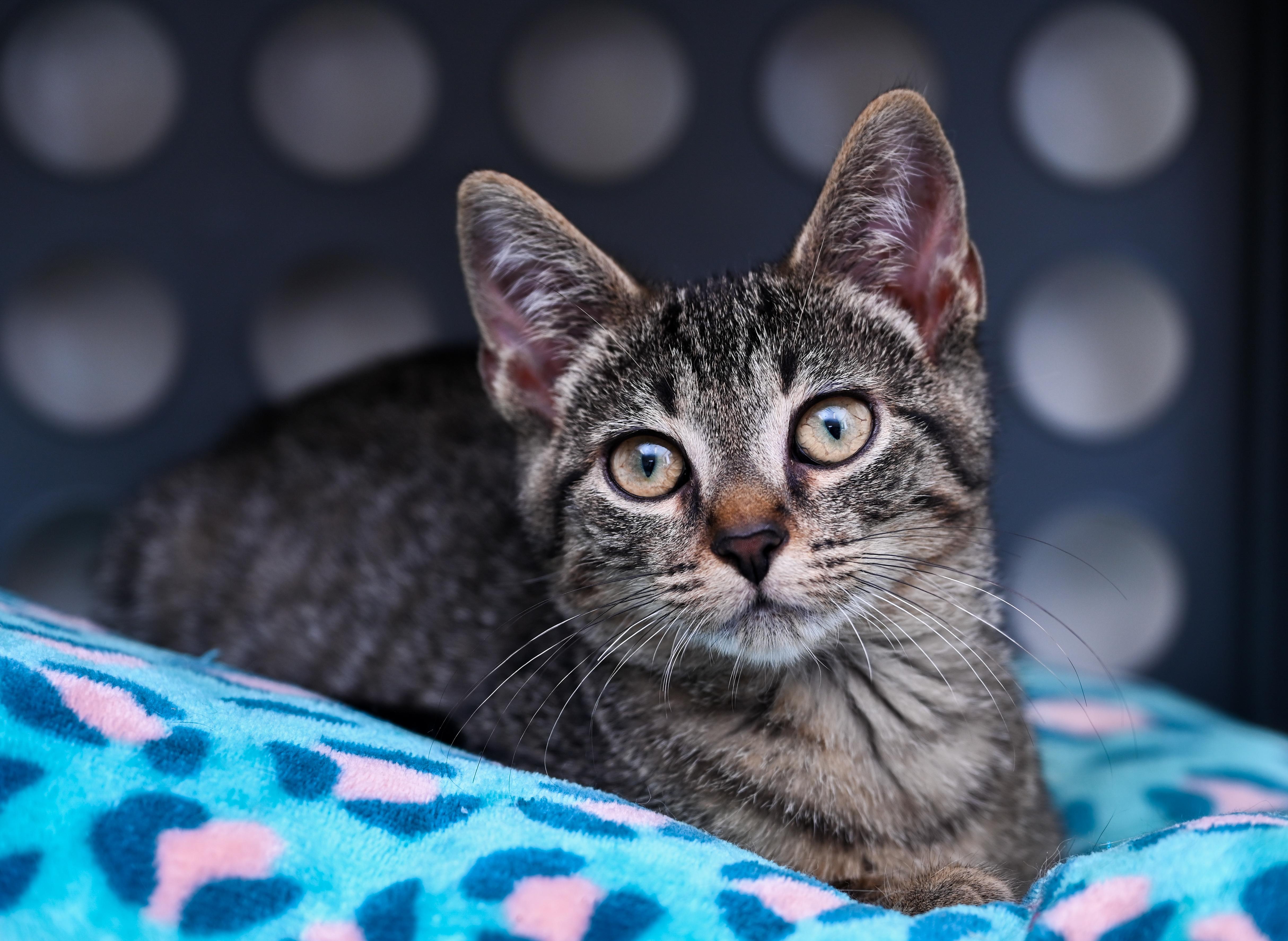 Enlarge Mr. March, a Adopted mixed breed in Chattanooga, TN image 1/6