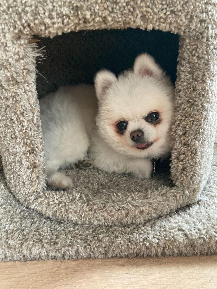 Enlarge Rudy, a Adoptable Pomeranian in Long Island City, NY image 2/6