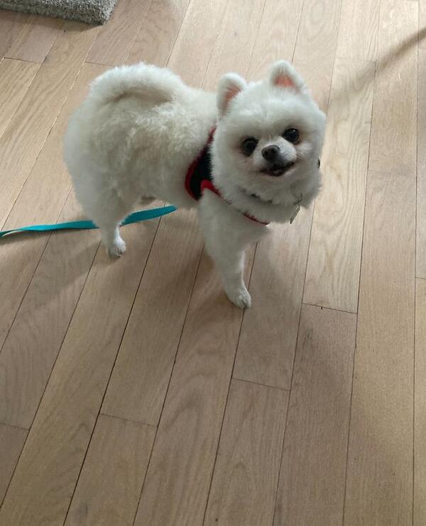 Enlarge Rudy, a Adoptable Pomeranian in Long Island City, NY image 3/6