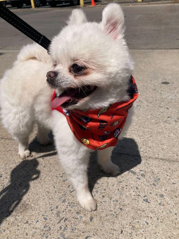 Enlarge Rudy, a Adoptable Pomeranian in Long Island City, NY image 4/6