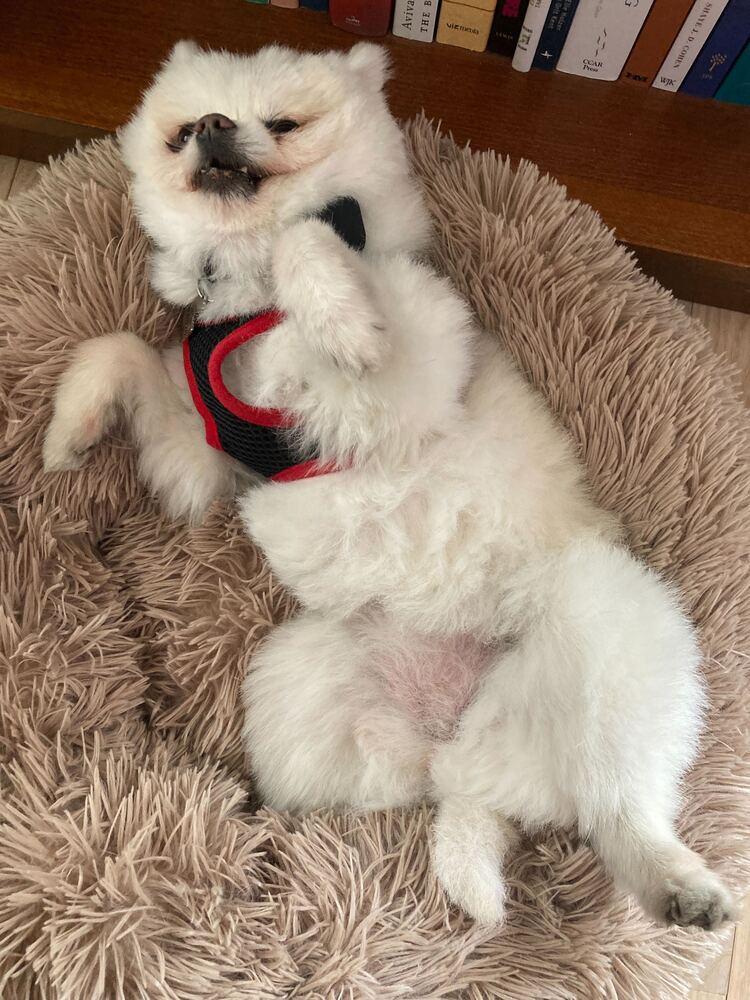 Enlarge Rudy, a Adoptable Pomeranian in Long Island City, NY image 5/6
