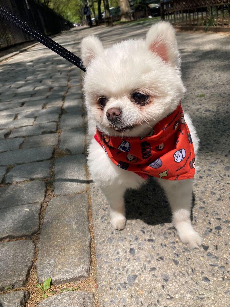 Enlarge Rudy, a Adoptable Pomeranian in Long Island City, NY image 6/6