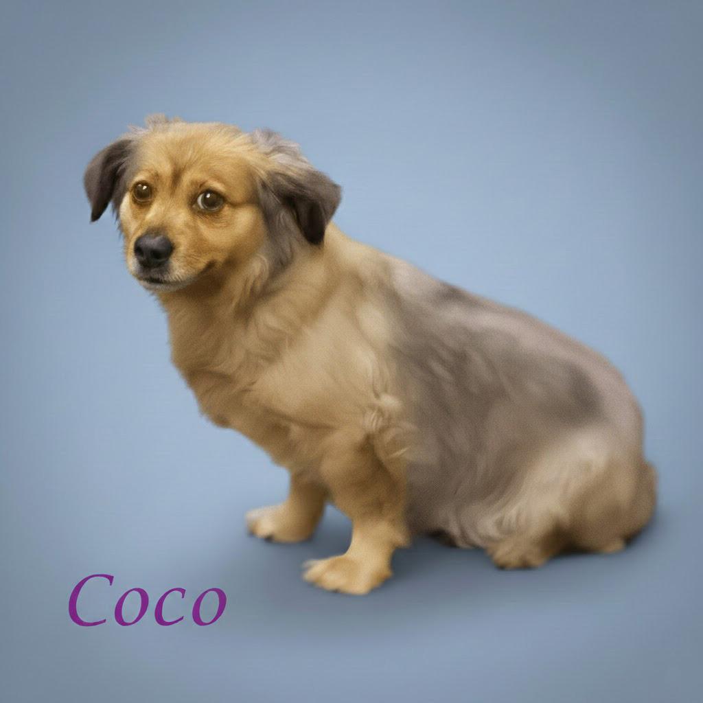 Coco D thumbnail 3