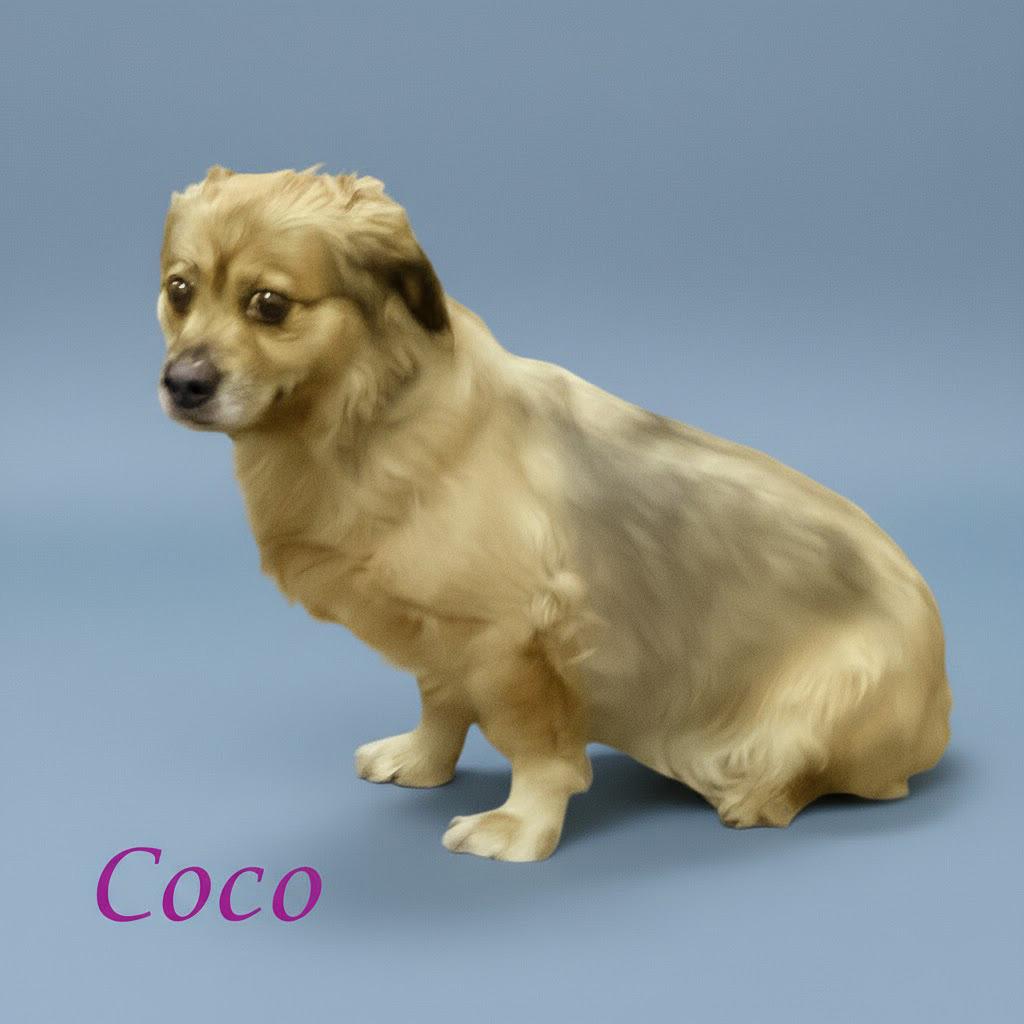 Coco D thumbnail 4