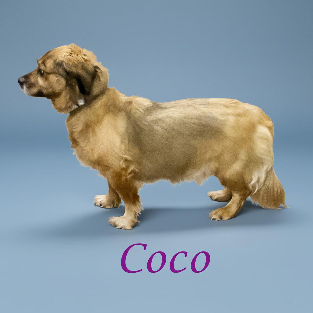 Coco D thumbnail 5