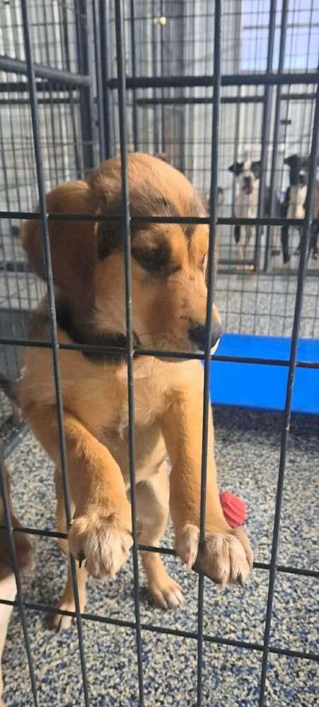 Enlarge Pringle, a Adoptable mixed breed in Yardley, PA image 1/1