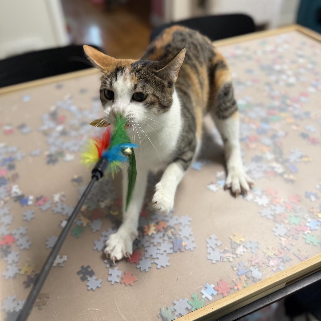 Enlarge Sprinkles, a Adoptable Domestic Short Hair in Granville, OH image 1/6