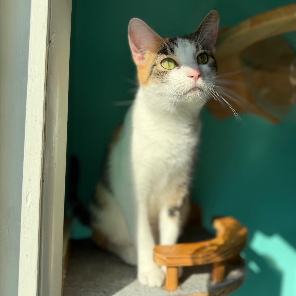 Sprinkles, Adoptable, Young Female Domestic Short Hair.