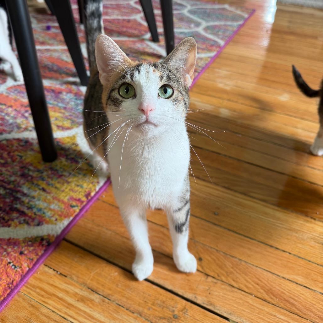 Enlarge Sprinkles, a Adoptable Domestic Short Hair in Granville, OH image 1/4