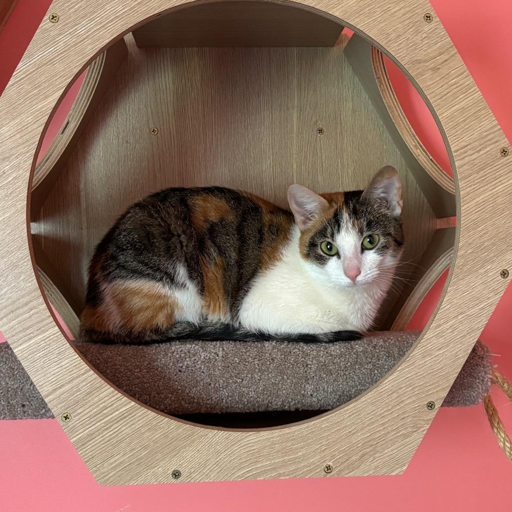 Enlarge Sprinkles, a Adoptable Domestic Short Hair in Granville, OH image 1/3