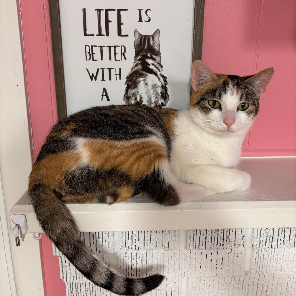 Enlarge Sprinkles, a Adoptable Domestic Short Hair in Granville, OH image 2/3