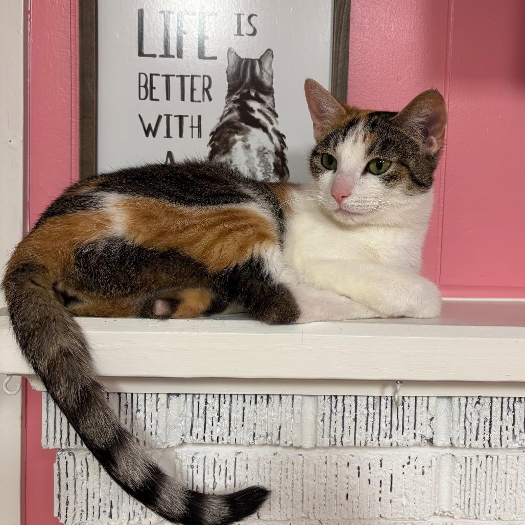 Enlarge Sprinkles, a Adoptable Domestic Short Hair in Granville, OH image 3/3