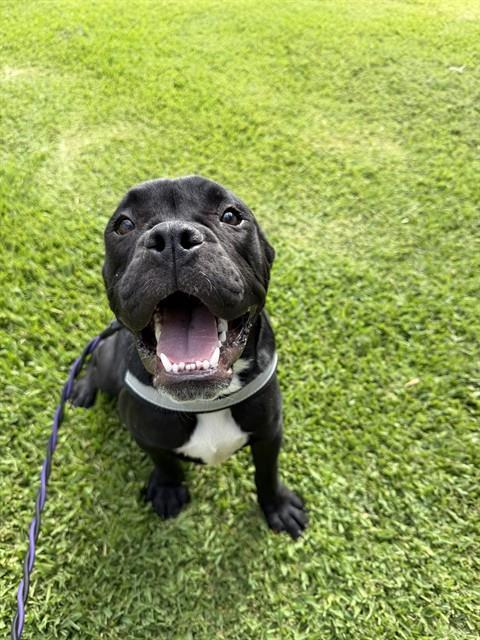 DIESEL, Adoptable, Young Male Mastiff & Pit Bull Terrier.
