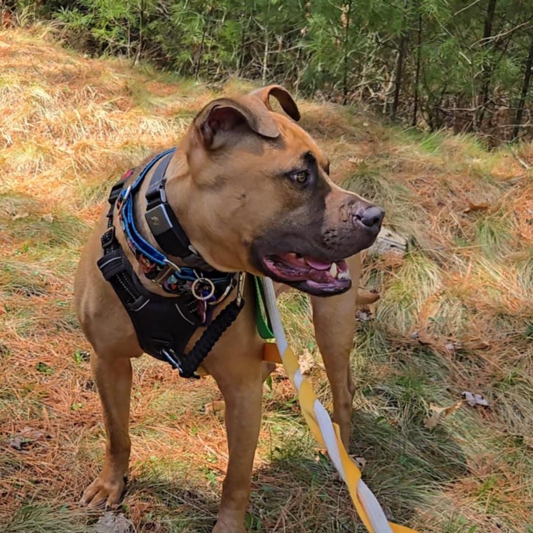 Enlarge Vermont - Take My Lead, a Adoptable Pit Bull Terrier in Cranston, RI image 2/5