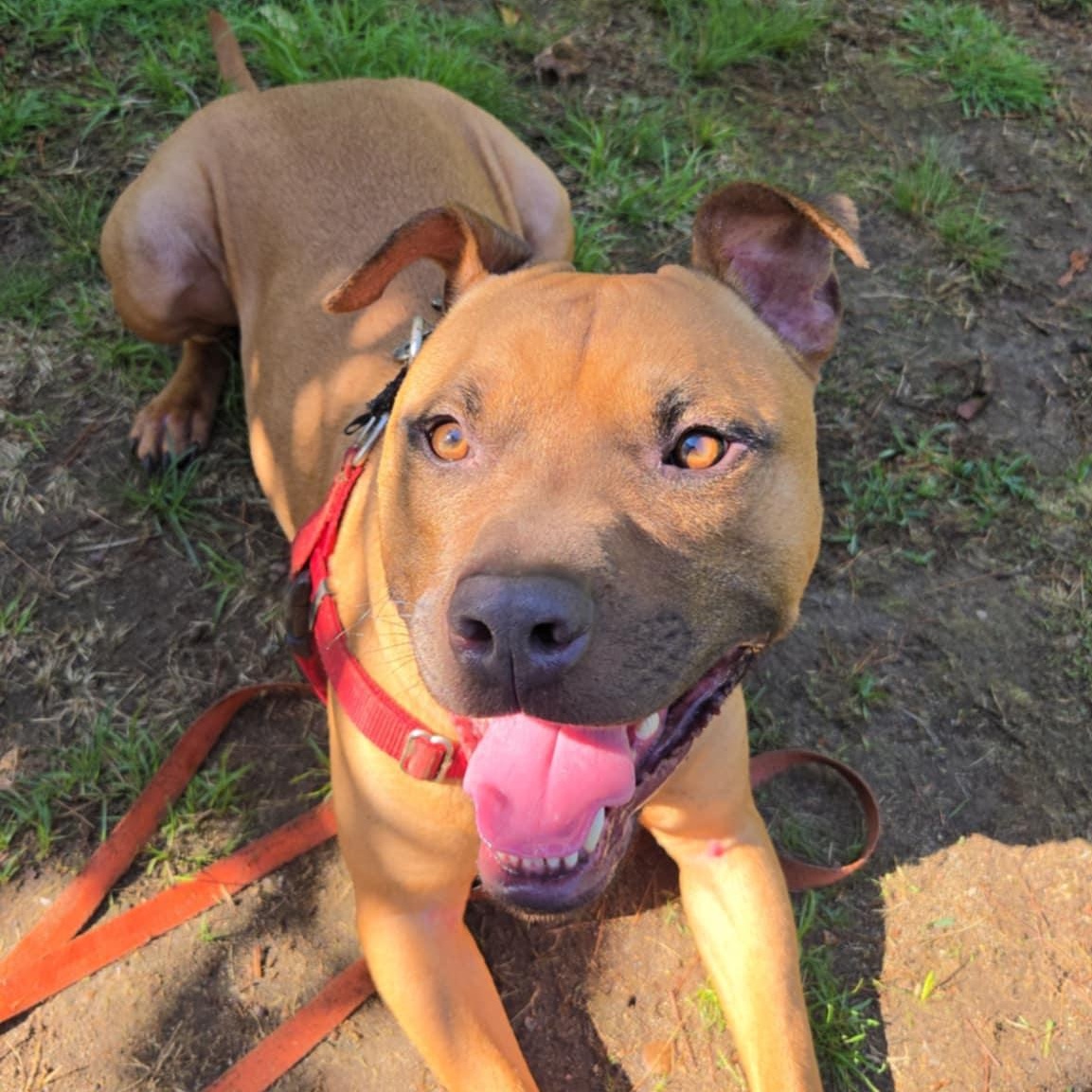 Enlarge Vermont - Take My Lead, a Adoptable Pit Bull Terrier in Cranston, RI image 4/5