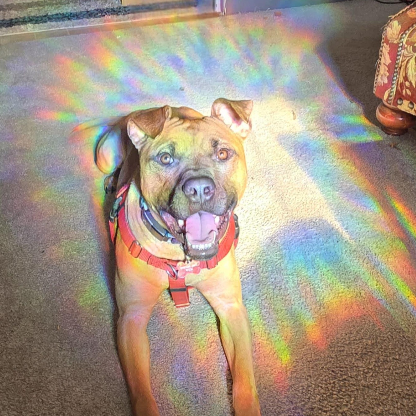 Enlarge Vermont - Take My Lead, a Adoptable Pit Bull Terrier in Cranston, RI image 3/5