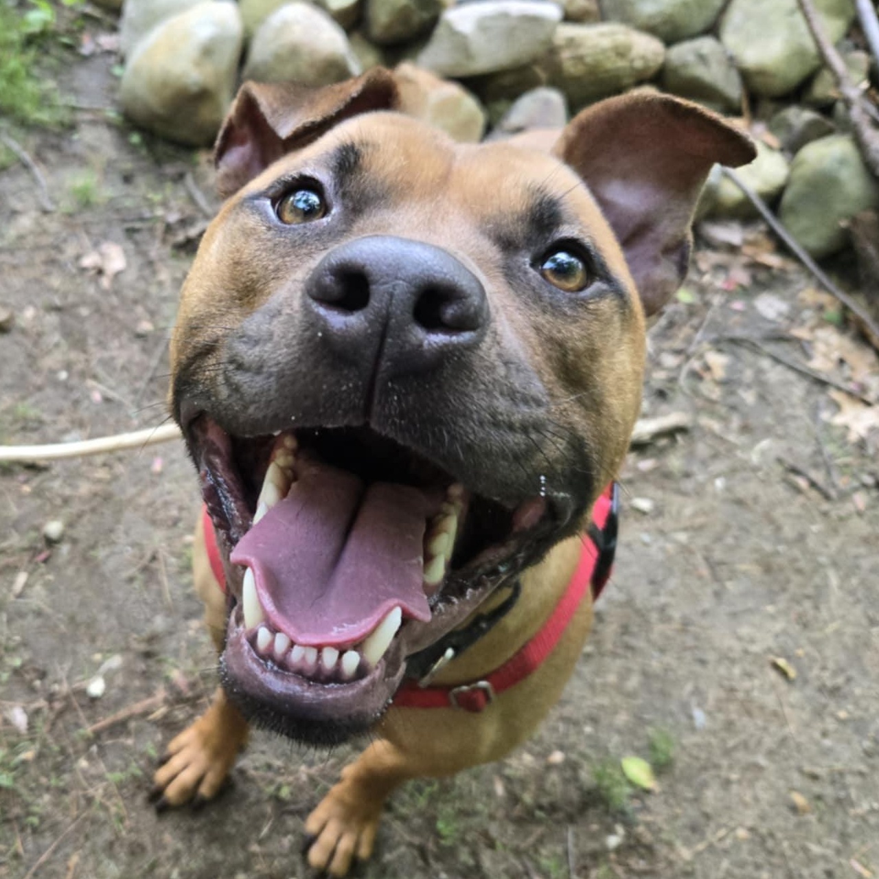 Enlarge Vermont - Take My Lead, a Adoptable Pit Bull Terrier in Cranston, RI image 1/5