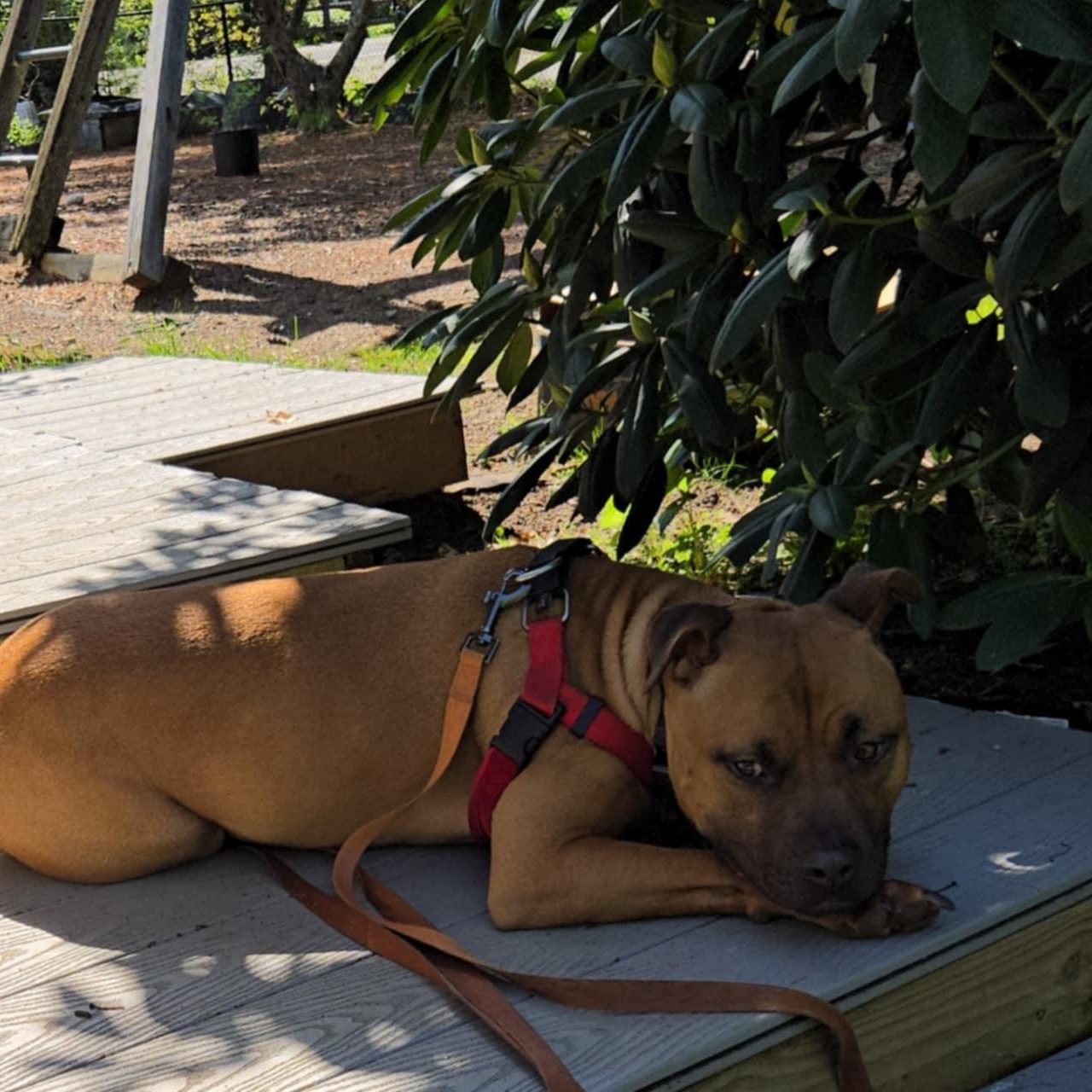 Enlarge Vermont - Take My Lead, a Adoptable Pit Bull Terrier in Cranston, RI image 5/5