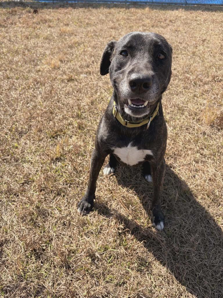 Enlarge Shania, a Adoptable Labrador Retriever in Labelle, FL image 1/6