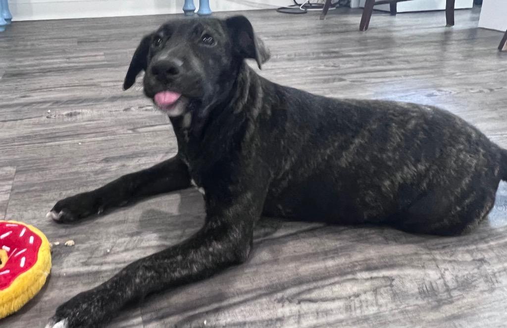 Shania, Adoptable, Adult Female Labrador Retriever.