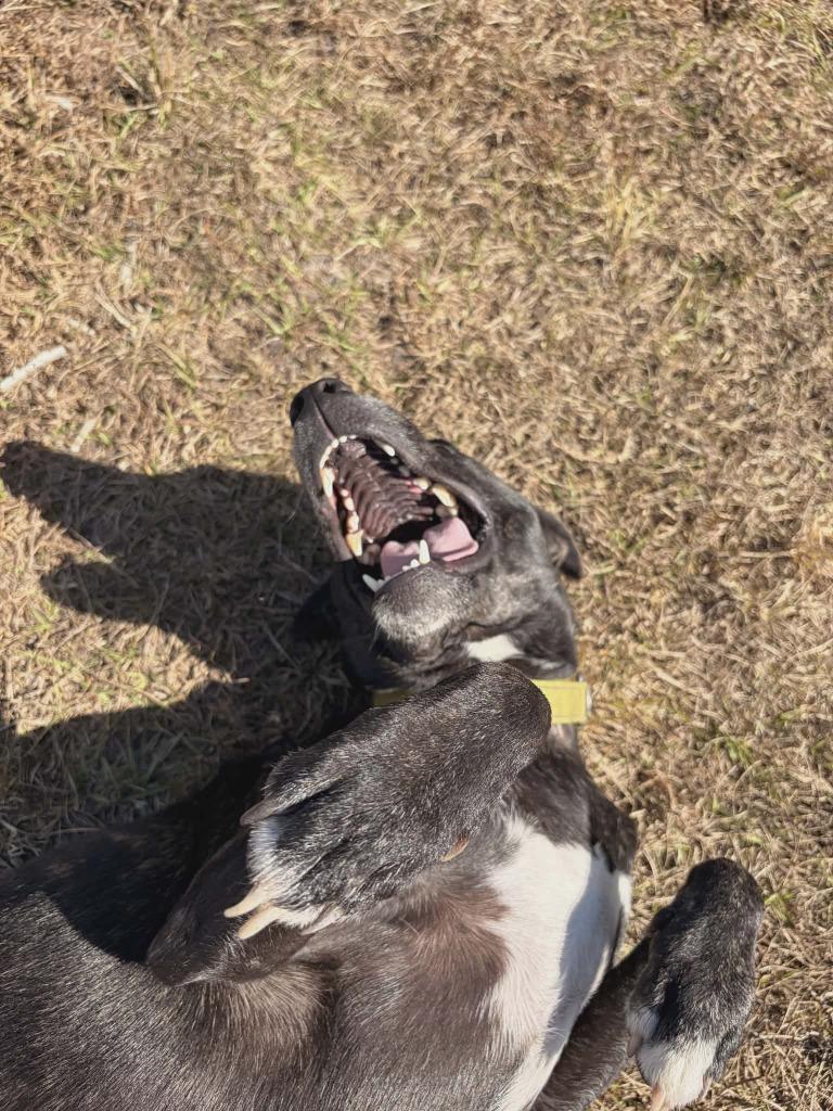 Enlarge Shania, a Adoptable Labrador Retriever in Labelle, FL image 4/6