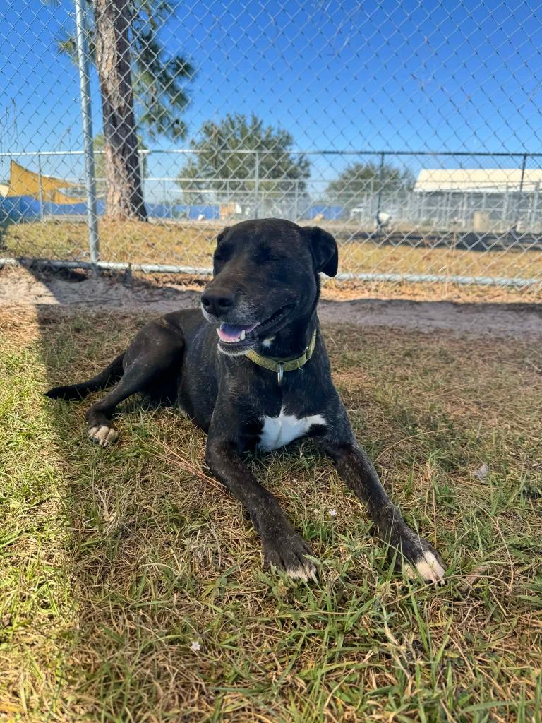 Enlarge Shania, a Adoptable Labrador Retriever in Labelle, FL image 5/6