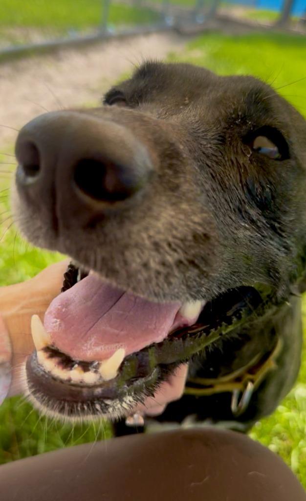 Shania, a Adoptable Labrador Retriever in Labelle, FL image 4/6