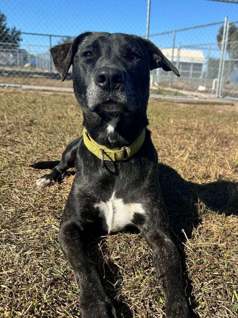 Enlarge Shania, a Adoptable Labrador Retriever in Labelle, FL image 6/6