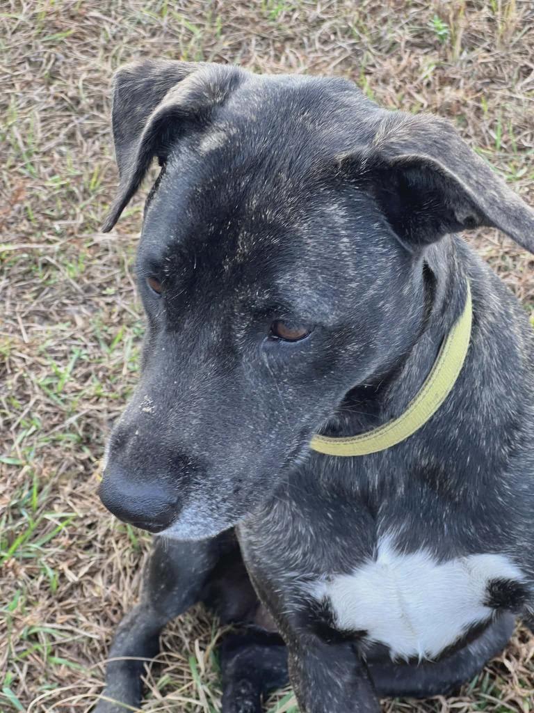Shania, a Adoptable Labrador Retriever in Labelle, FL image 5/6