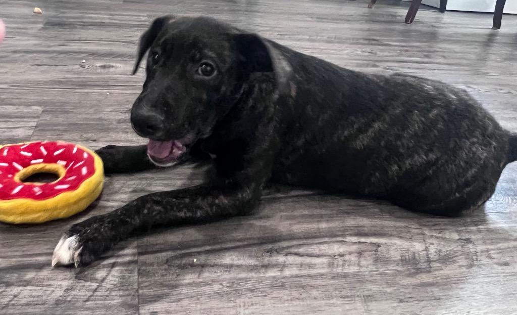 Shania, Adoptable, Adult Female Labrador Retriever.