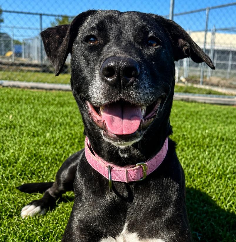 Shania, a Adoptable Labrador Retriever in Labelle, FL image 6/6