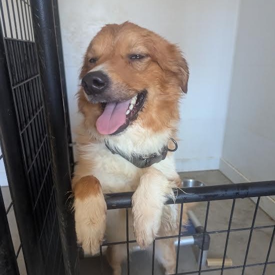 Enlarge Milo, a ADOPTABLE mixed breed in Blue Earth, MN image 2/2