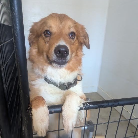 Enlarge Milo, a ADOPTABLE mixed breed in Blue Earth, MN image 1/2