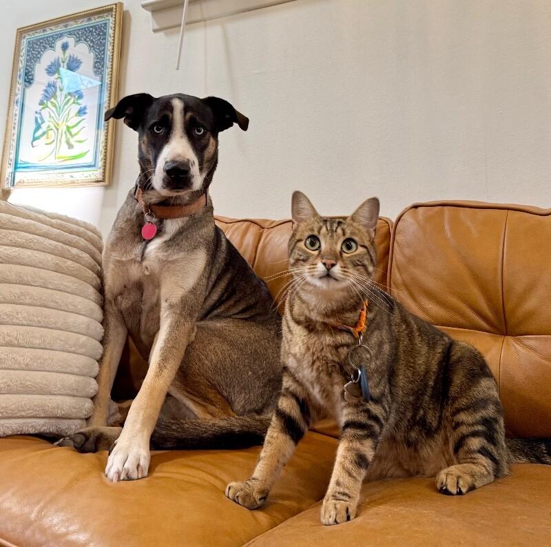 Freddy Potato the Pack Loving Pal — thumbnail 2