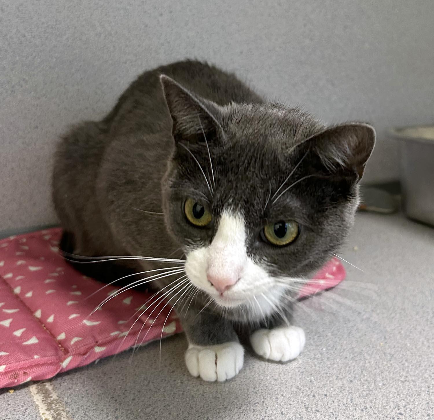 Willow, Young Female Domestic Short Hair