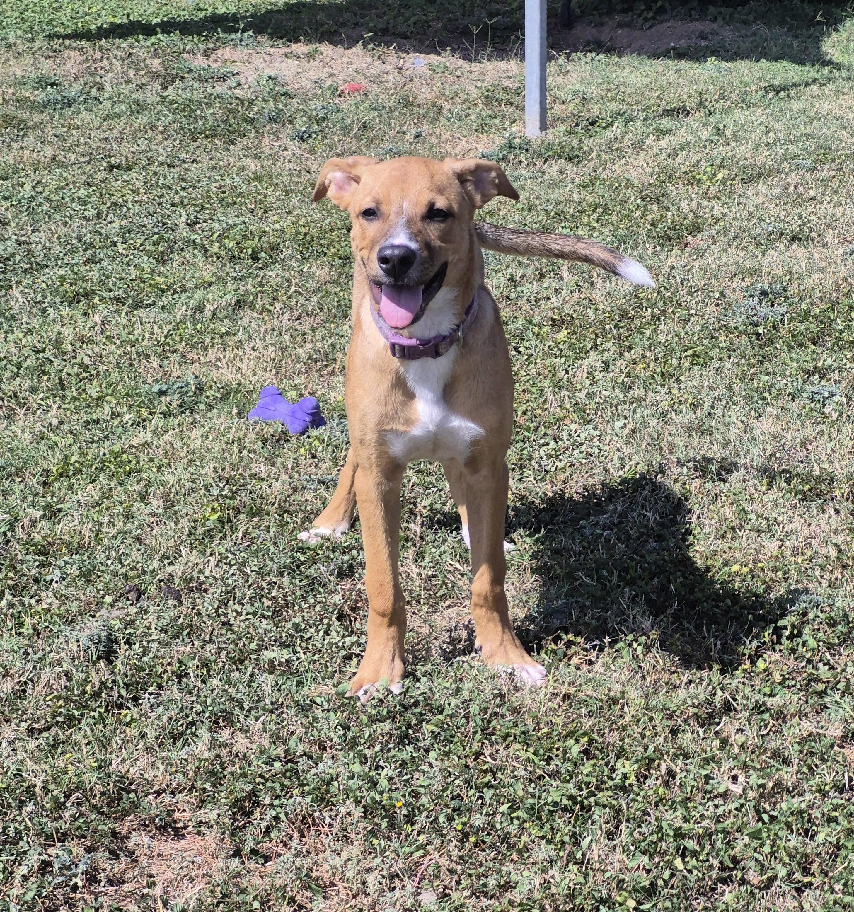 Enlarge Salsa, a Adoptable Mixed Breed in Schertz, TX image 3/5