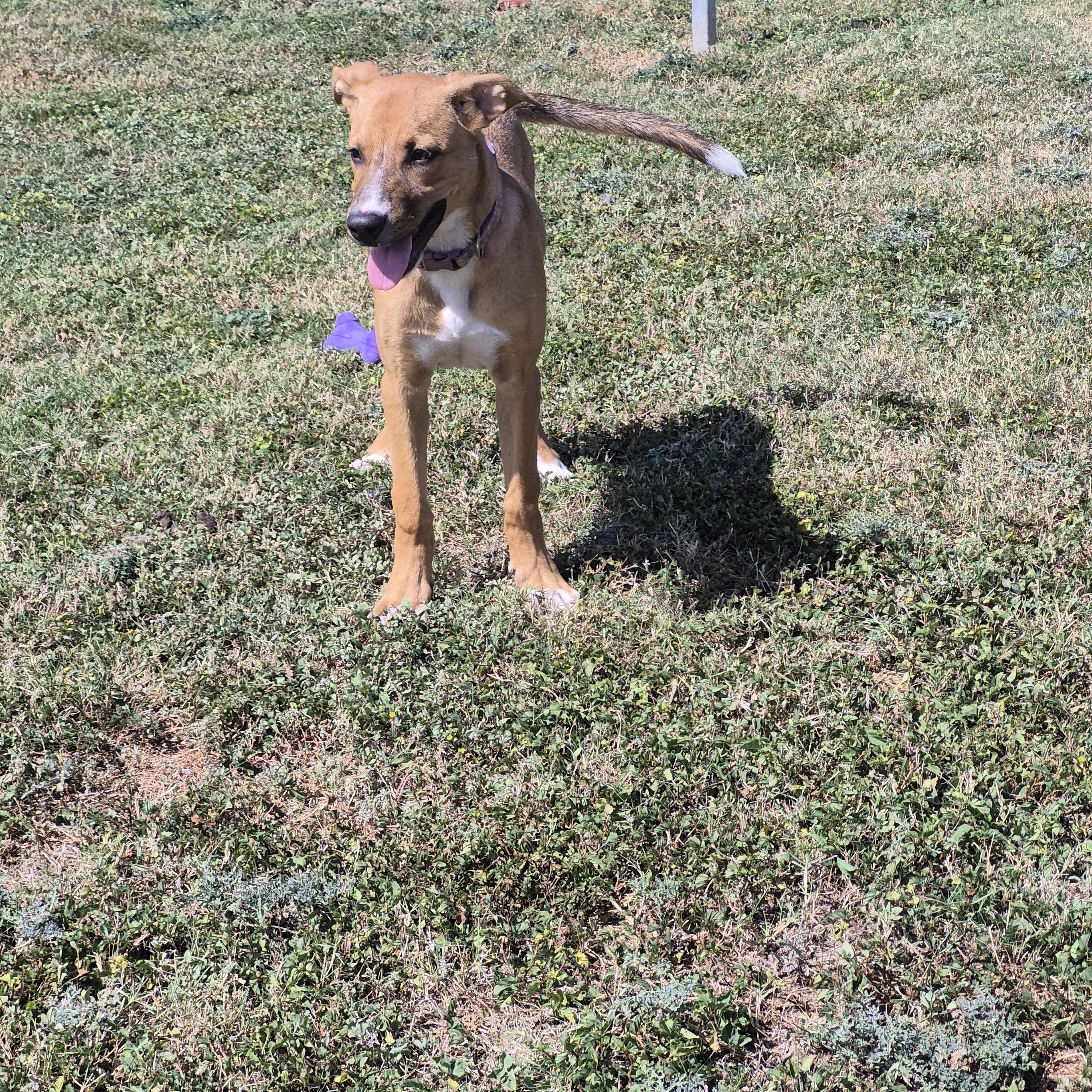 Enlarge Salsa, a Adoptable Mixed Breed in Schertz, TX image 5/5